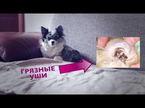 Чистка ушей собаке: чистить VS не чистить | Чихуахуа Софи