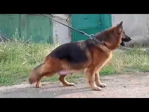 Long-haired German Shepherd.ДЛИННОШЕРСТНАЯ Немецкая овчарка КОРА 3,5 года.Odessa.