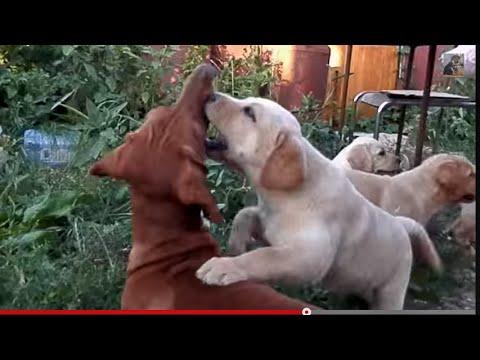 Щенок лабрадора атакует таксу! Labrador Puppy.