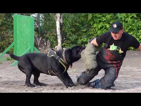 Злой Маркус. Кане корсо. Учим кусаться. Angry Marcus. Cane Corso.