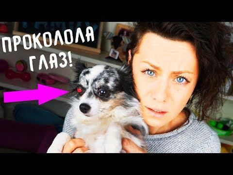 СОФИ ОСЛЕПНЕТ?! СОБАКА ПРОКОЛОЛА ГЛАЗ