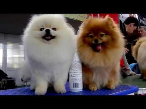 ВЫСТАВКА СОБАК. Померанский шпиц. Pomeranian Spitz. Odessa.