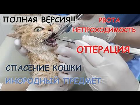 СПАСЕНИЕ КОШКИ! ПОЛНАЯ ВЕРСИЯ! Рвота у кошки. ПРИЧИНЫ рвоты. Проглотила предмет, ОПЕРАЦИЯ, наркоз