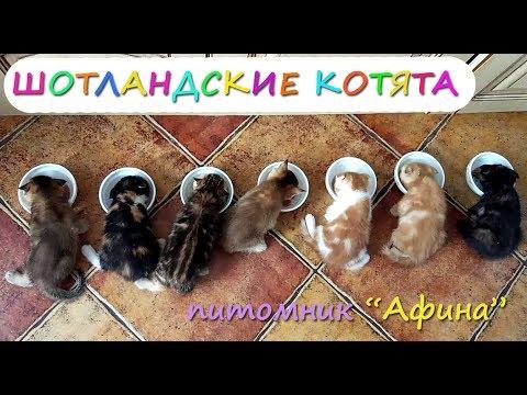 Шотландские котята ДРУЖНО КУШАЮТ. 2-ой филиал питомника