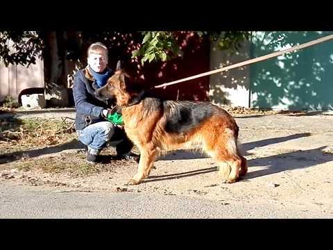 СТАВИМ В СТОЙКУ НЕМЕЦКУЮ ОВЧАРКУ. Odessa.