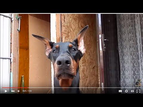 СЕРЬЁЗНАЯ СОБАКА МОНА.Very Serious Dog.Доберман 7 мес. Odessa.