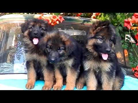 Щенки  Немецкой овчарки.Long-haired German Shepherd.