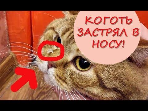 Коты Тимоти и Сапфир ПОДРАЛИСЬ! КОГОТЬ Тимоти ЗАСТРЯЛ В НОСУ Сапфира!