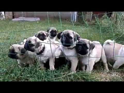 Pug Puppy.ВОСЕМЬ БЛИЗНЕЦОВ -  ЗАБАВНЫЕ МОРДАШКИ. Щенки МОПСА. Odessa.