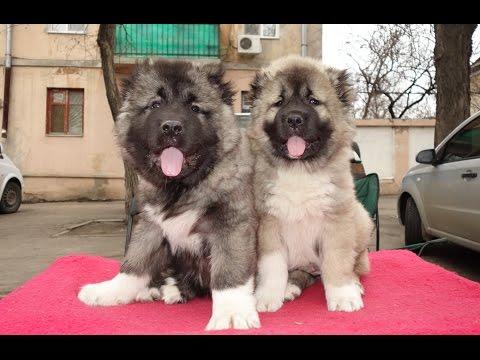 ОЧЕНЬ МОЩНЫЕ Щенки Кавказской овчарки 2 мес. Puppies Caucasian Shepherd.Odessa.