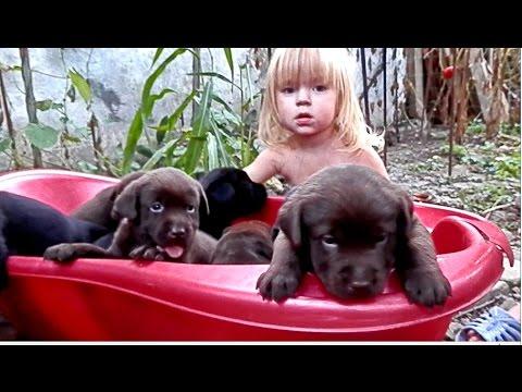 КИРА и её 8 ЛАБРАДОРОВ. Labrador Puppy.لابرادور جرو Odessa.