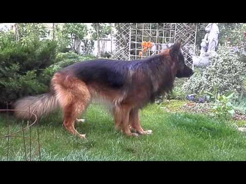 Немецкая овчарка Макс и синий мяч. German Shepherd Max And Blue Ball.Odessa.