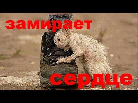 От этого видео замирает сердце.#Спасениеживотных