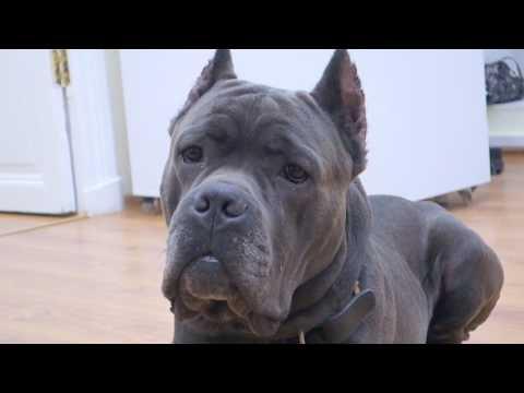 Шикарный Мейсон. Кане Корсо жених! Pretty Boy Mason. Cane Corso Groom!