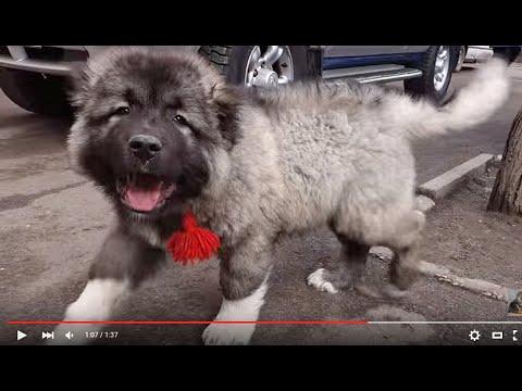 Zahar.ОГРОМНЫЙ ЩЕНОК Кавказской овчарки.A Huge Puppy Caucasian Shepherd Zechariah.Odessa.