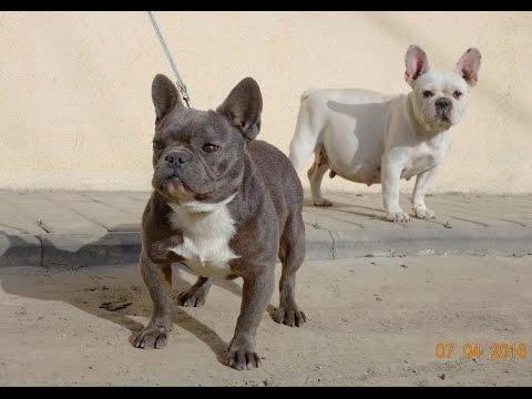 Французские бульдоги ГОЛУБОГО и БЕЛОГО цвета.French Bulldog Blue And White Colors.Odessa.