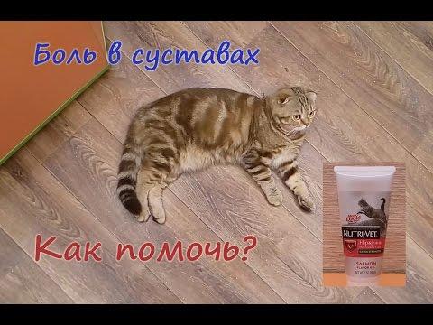 Как помочь, если болят суставы у кота, кошки, котенка. Паста Нутри вет Nutri Vet отзывы