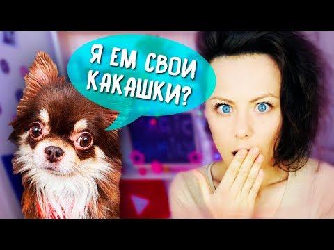 ПРОБЛЕМЫ МОИХ СОБАК! Вопрос Ответ ОШИБКИ в КОРМЛЕНИИ СОБАКИ | Magic Family