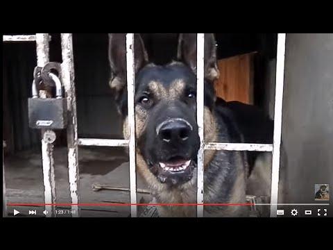 Гурон СУРОВЫЙ ОХРАННИК. GUARD.Немецкая овчарка. German ShepherdOdessa.