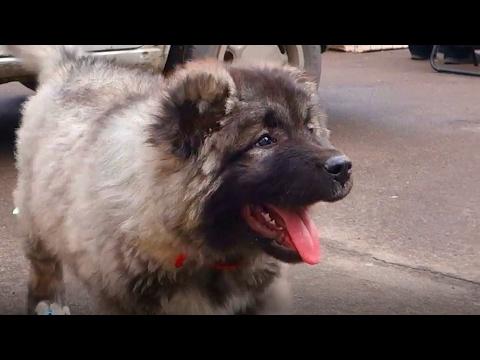 Очаровательный щенок Кавказской овчарки 2.5 мес.Charming Puppy Caucasian Shepherd 2.5 Months.