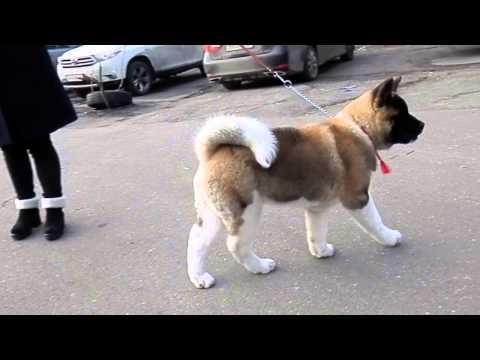 ЧУДНАЯ ПОПКА!Американская АКИТА American Akita Puppy.Odessa.