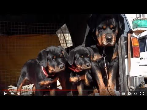 ГРОЗНЫЙ РОТВЕЙЛЕР  БУШ и его ДОЧКИ.Щенки 3 мес.Rottweiler. Староконный рынок. Odessa.