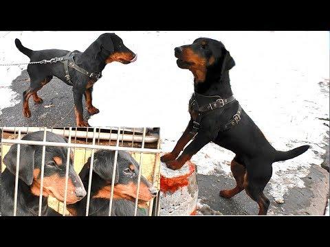 ЩЕНКИ ЯГТЕРЬЕРА. Одесса. Староконный рынок. Puppy Hare Terrier Odessa. Starokonny Market.