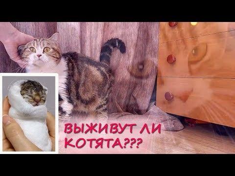 ВЫЖИВУТ ЛИ КОТЯТА САКУРЫ??? Наркоз при КЕСАРЕВО усыпляет котят!