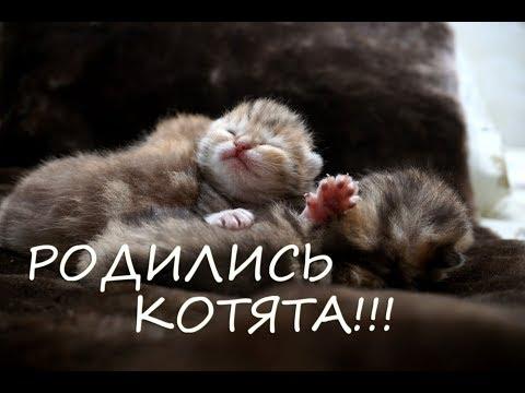 РОДИЛИСЬ КОТЯТА от Мартеля и Астреи! Cattery Afina: Scottish Fold, Scottish Straight