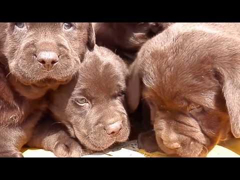 Щенки лабрадора шоколадного окраса. Chocolate Labrador Puppies.