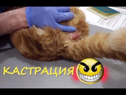 КАСТРАЦИЯ кота и кошки: ПРЕДАТЕЛЬСТВО или ГУМАННЫЙ ПОСТУПОК?