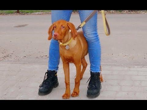 Красавчик Шерман. Венгерская Выжла. Handsome Sherman. Vizsla.