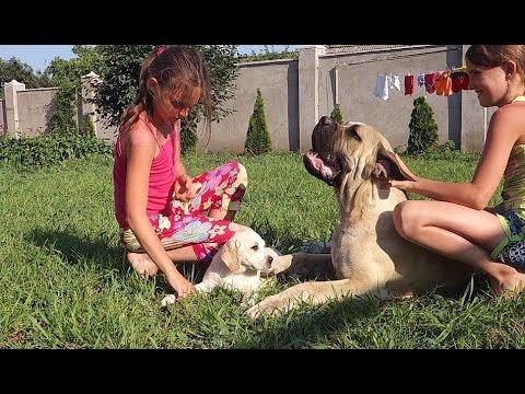 Big Dog And His Mistress.Perro Grande Y Su Amante. ИГРЫ С БУРБУЛЕМ.Odessa.