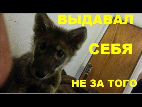 ХОЗЯИН ОТВЁЗ ЩЕНКА В ПРИЮТ ПОТОМУ,ЧТО ОН НЕ ТОТ ЗА КОГО ЕГО ПРИНИМАЛИ