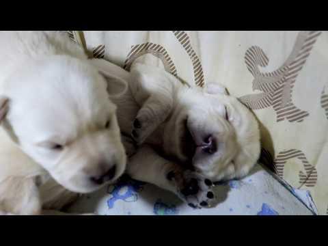 Малыши спят. Щенки Лабрадора. Babies Are Asleep. Puppies Labrador.