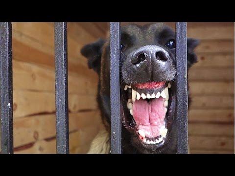 МАШИНА ДЛЯ УБИЙСТВ.Killing Machine.Бельгийская овчарка. Belgian Shepherd Dog.Odessa.