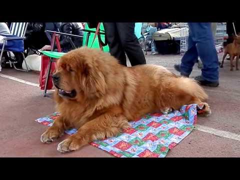 СУПЕР-ОГРОМНЫЙ ТИБЕТСКИЙ МАСТИФ на выставке собак. Odessa.