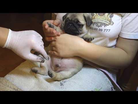 Это НЕ БОЛЬНО! This Is NOT Painful! Тату щенка мопса. Pug Puppy's Tattoo.