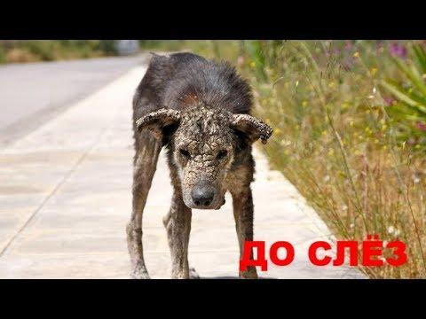 ВИДЕО ТРОГАТЕЛЬНОЕ ДО СЛЁЗ