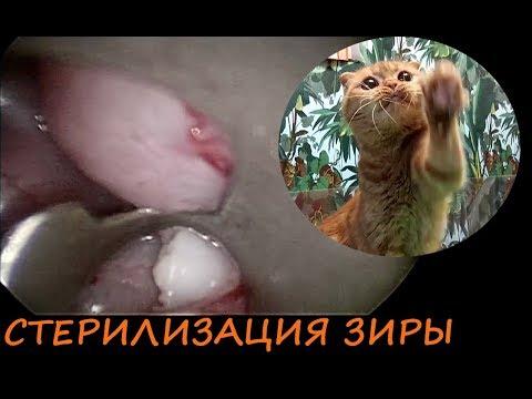 Стерилизация кошки Зиры: уникальные КАДРЫ операции!