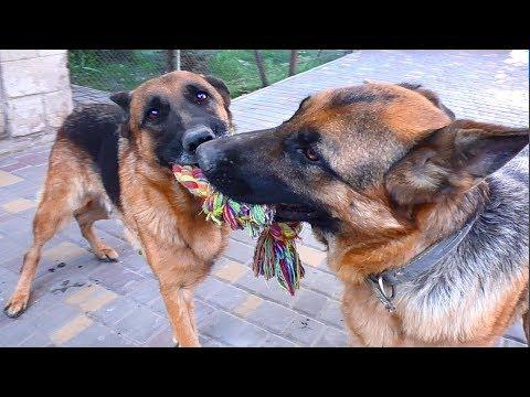 Упрямые Немецкие овчарки. Тайсон и Руфа. Stubborn German Shepherd Dogs.