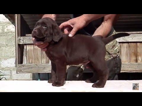 Labrador Puppy 1 Month.Шоколадный ЛАБРАДОР.Щенок 1.5 мес. Odessa.