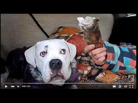 ДРЕССИРОВКА АМЕРИКАНСКОГО БУЛЬДОГА.American Bulldog Training.Odessa.