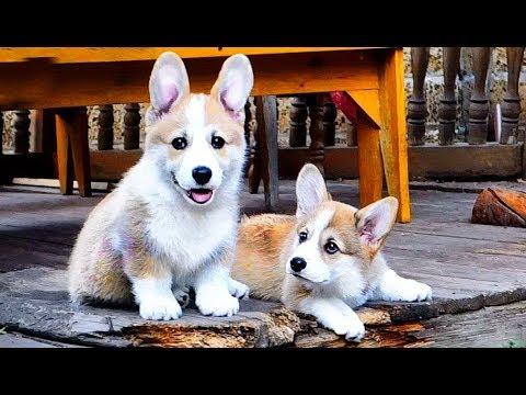 Щенки-конфетки. Вельш корги пемброк. Puppies Welsh Corgi.