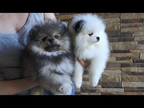 Игрушечные собачки - померанские шпицы. Toy Dogs Are Pomeranian Spitz.