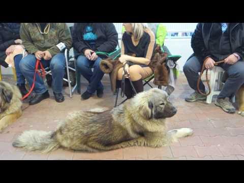 Кавказские овчарки на Выставке собак. Caucasian Shepherds At The Dog Show.