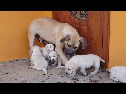 Бурбуль ГРАФ и щенки Лабрадора. BOURBOULE GRAPH And Labrador Puppies.