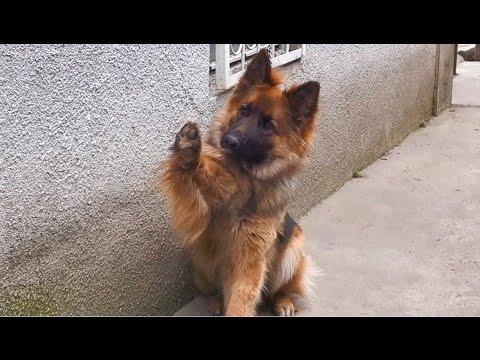 Привет! Длинношерстная Немецкая овчарка Нора. Hello! Long-haired German Shepherd Dog Nora.