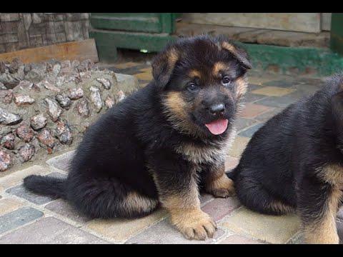 Смешные щенки НЕМЕЦКОЙ ОВЧАРКИ! German Shepherd Puppies!