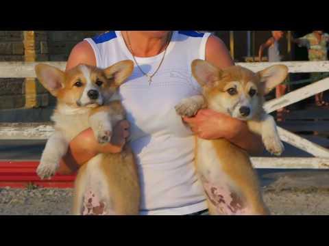 Милейшие щенки Вельш-корги пемброк. Charming! Puppies Of Welsh Corgi Pembroke.